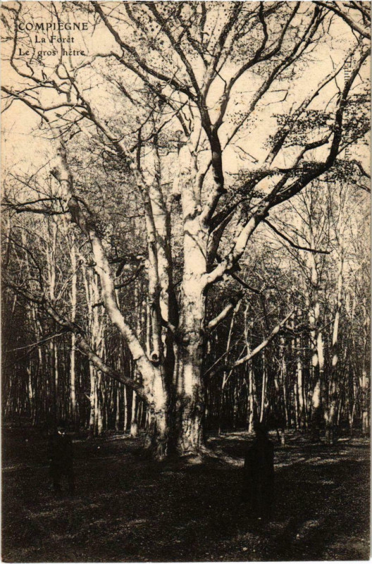 Carte postale ancienne Compiegne - La Foret - Le Gros Hetre à Compiègne