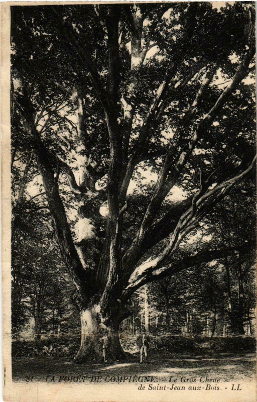 Carte postale ancienne Compiegne- Le Gros Chene deSaint-Jean aux Bois France à Compiègne