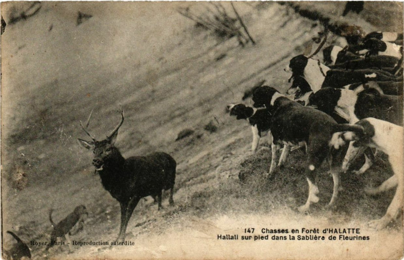 Carte postale ancienne Chasses en foret d'Halatte. Hallali sur pied