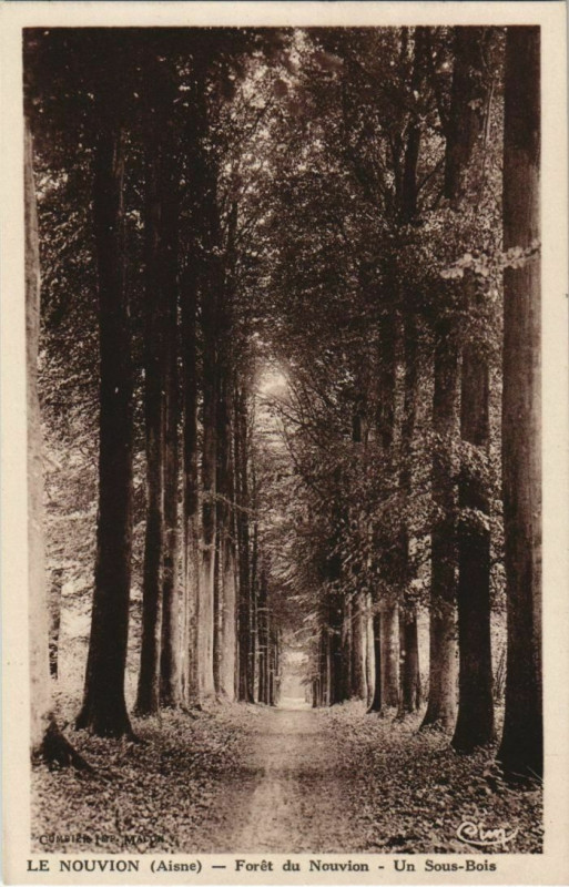 Carte postale ancienne Le Nouvion-en-Thierache - Foret de Nouvion - Un Sous-Bois au Nouvion-en-Thiérache