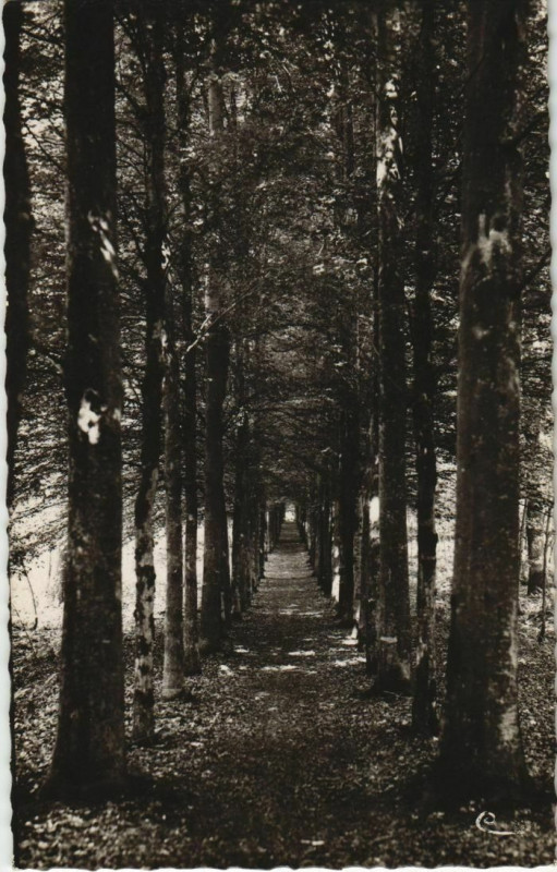 Carte postale ancienne Le Nouvion-en-Thierache - Foret de Nouvion - Un Sous-Bois au Nouvion-en-Thiérache