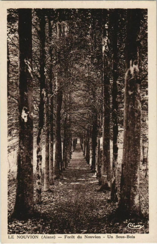 Carte postale ancienne Le Nouvion-en-Thierache - Foret de Nouvion - Un Sous-Bois au Nouvion-en-Thiérache