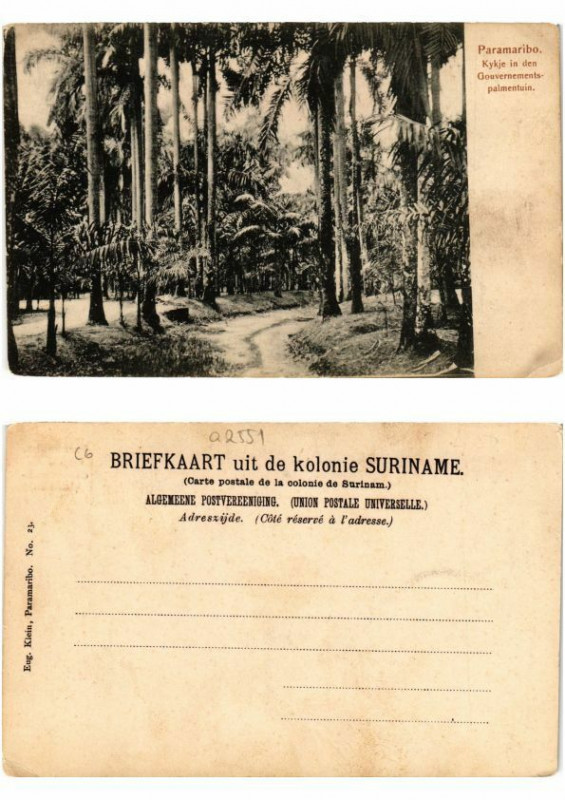 Carte postale ancienne Pc Suriname Paramaribo - Kykje in den Gouvernementspalmentuin
