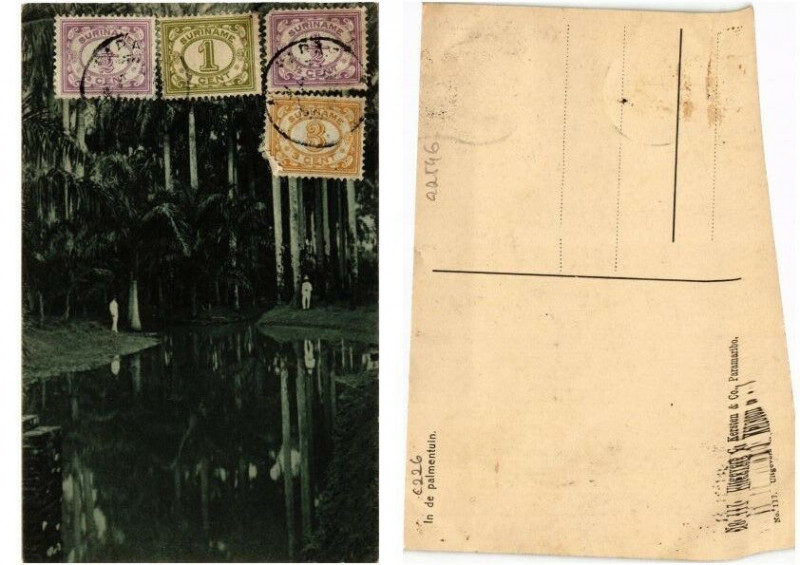 Carte postale ancienne Pc Suriname - In de Palmentuin