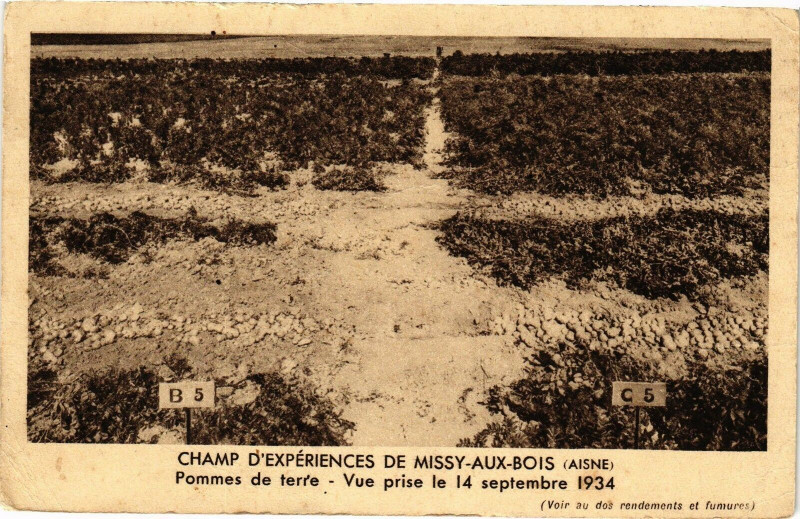 Carte postale ancienne Champ d'Experiences de Missy-aux-Bois Pommesde terr'e .. à Missy-aux-Bois