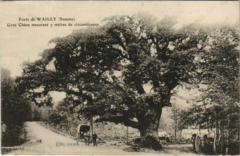 Carte postale ancienne Foret de Wailly Gros chene à Y