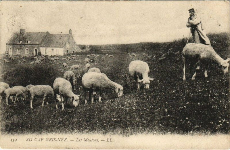Carte postale ancienne Cap Gris-Nez - Les Moutons