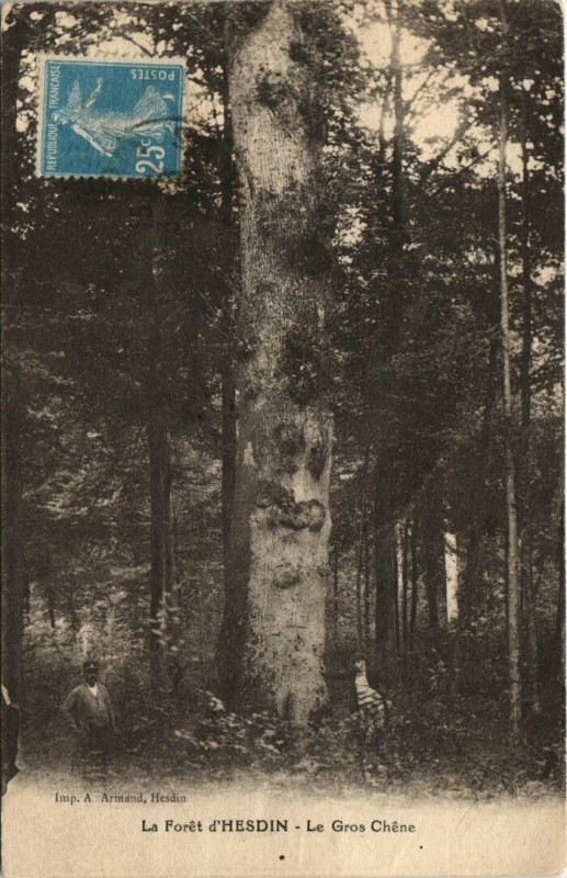Carte postale ancienne Hesdin - Le Gros Chene à Hesdin
