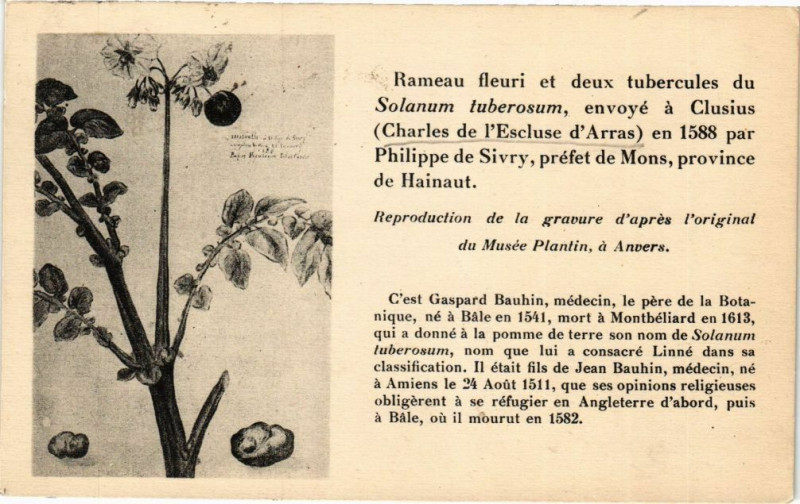 Carte postale ancienne Rameau fleuri et deux tubercules