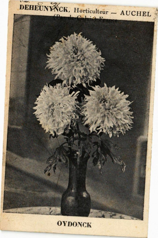 Carte postale ancienne Deheunynck Horticulteur - Auchel (Pas-de-Calais) France - Oydonck à Auchel