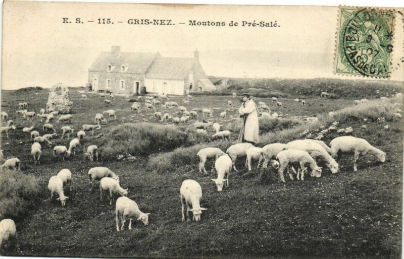 Carte postale ancienne Gris-Nez - Mountons de Pré Salé