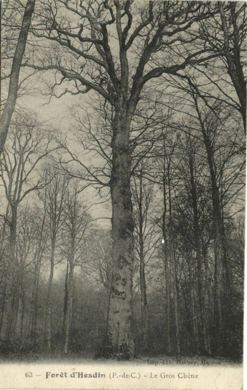 Carte postale ancienne Forét d'Hesdin - Le Gros Chéne à Hesdin