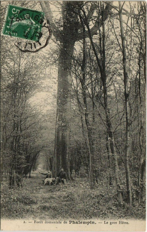 Carte postale ancienne Phalempin - Le gros Hetre à Phalempin