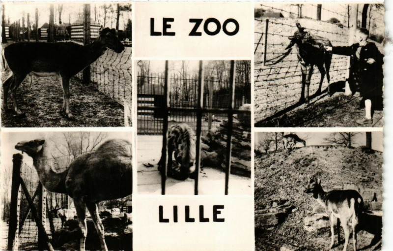 Carte postale ancienne Le Zoo - Lille à Lille
