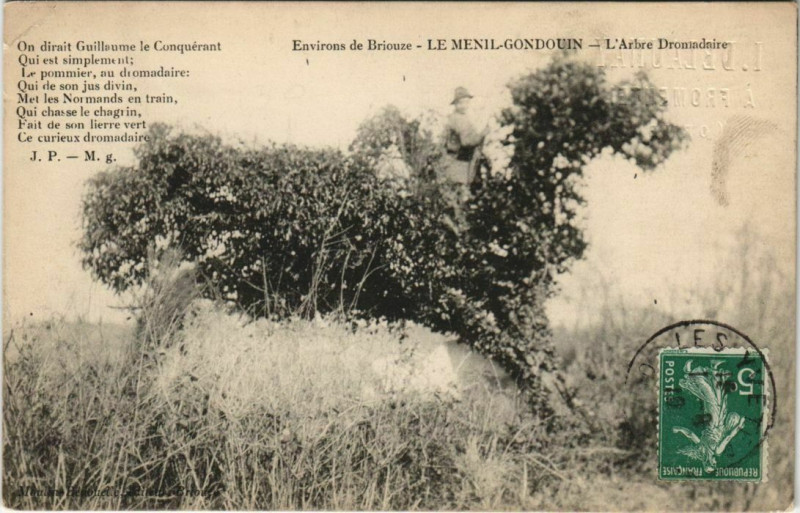 Carte postale ancienne Le Menil-Gondouin -L'Arbre Dromadaire à Ménil-Gondouin