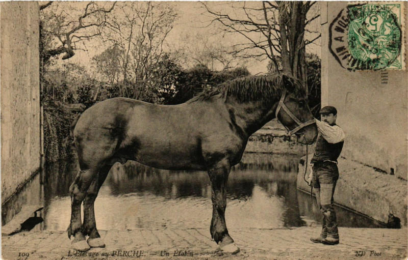 Carte postale ancienne L'Eletrange ay Perciu - Un Etalon