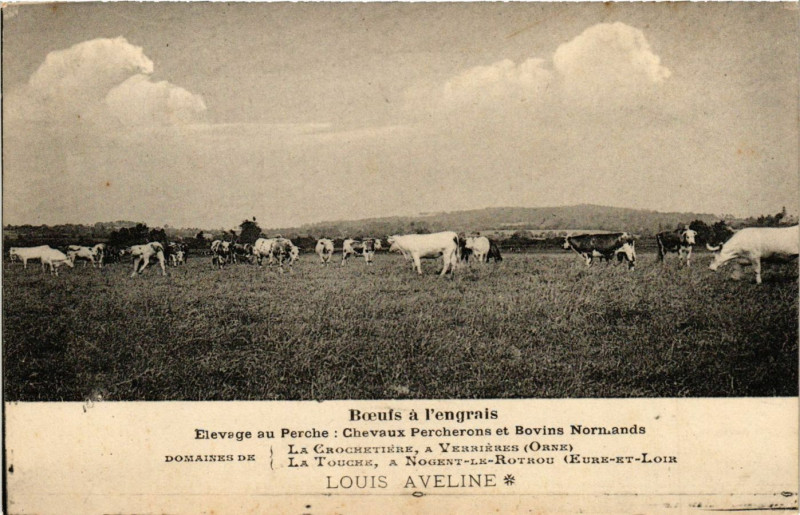 Carte postale ancienne Boeuis á l'engrais - Elevage au Perche : Chevaux Percherons ... à Rai