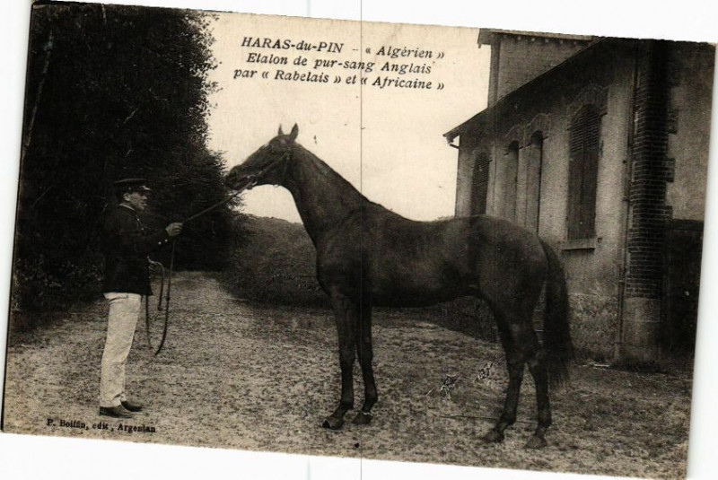 Carte postale ancienne Haras-du-Pin - Algerian à Ri