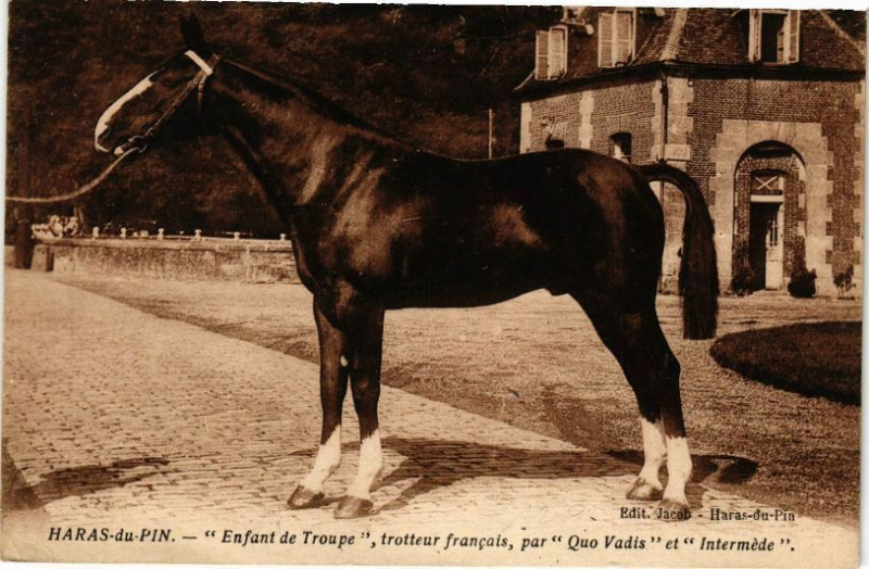 Carte postale ancienne Haras-du-Pin - Enfants De Troupe