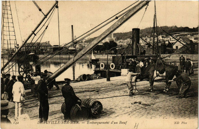 Carte postale ancienne Deauville - sur-Mer - Embarquement d'un Boeuf à Deauville