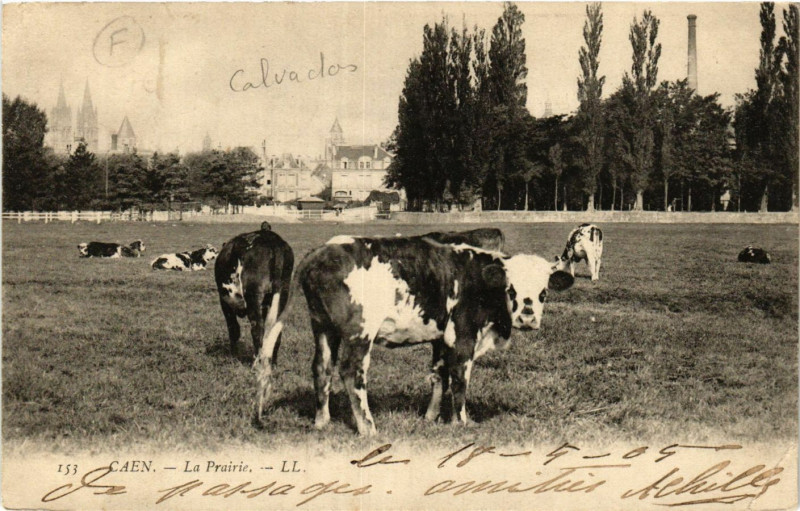 Carte postale ancienne Caen - La Prairie à Caen
