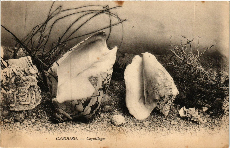 Carte postale ancienne Cabourg - Coquillages à Cabourg