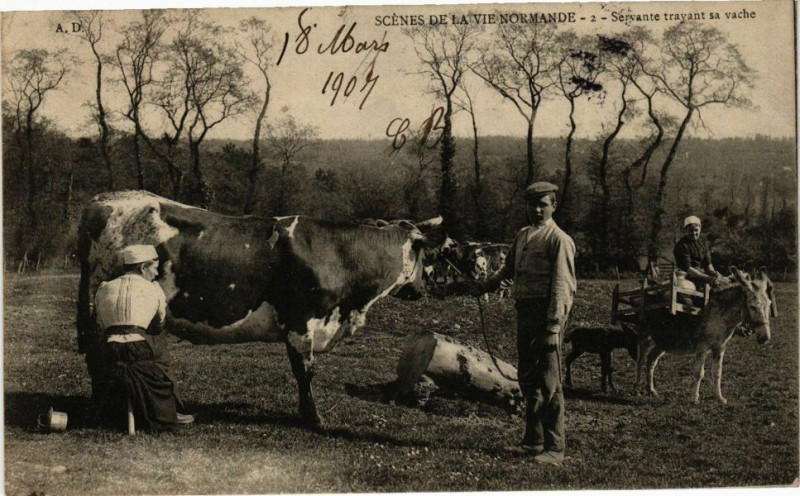 Carte postale ancienne Scenes de la vie Normande - Servante travant sa vache