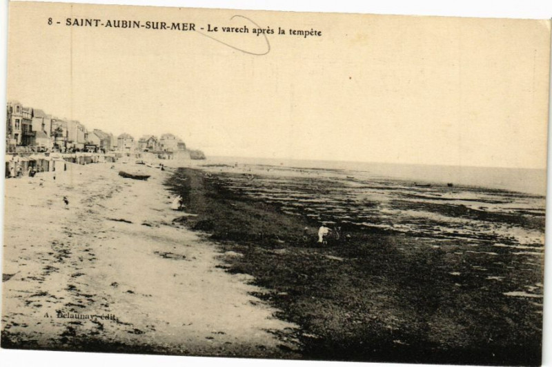Carte postale ancienne Saint-Aubin-sur-Mer - Le varech apres la tempete à Saint-Aubin-sur-Mer