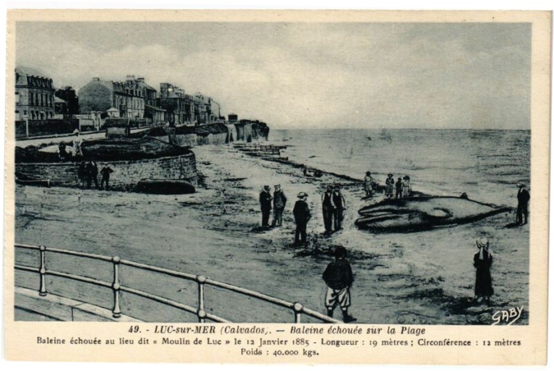 Carte postale ancienne Luc-sur-Mer - Baleine echouee sur la Plage à Luc-sur-Mer