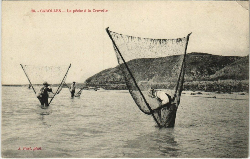 Carte postale ancienne Carolles - La peche a la Crevette à Carolles