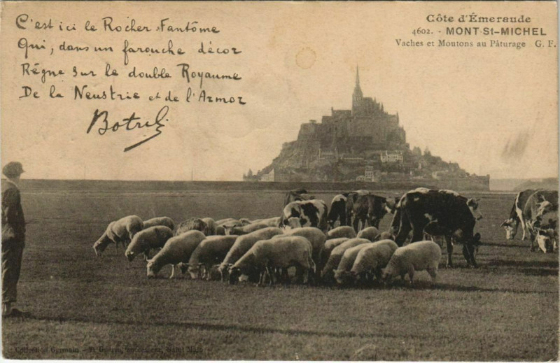 Carte postale ancienne Mont-Saint-Michel-Vaches et Moutons au Paturage