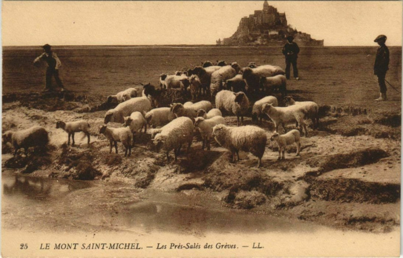 Carte postale ancienne Le Mont-Saint-Michel-Les Pres Sales des Greves au Mont-Saint-Michel