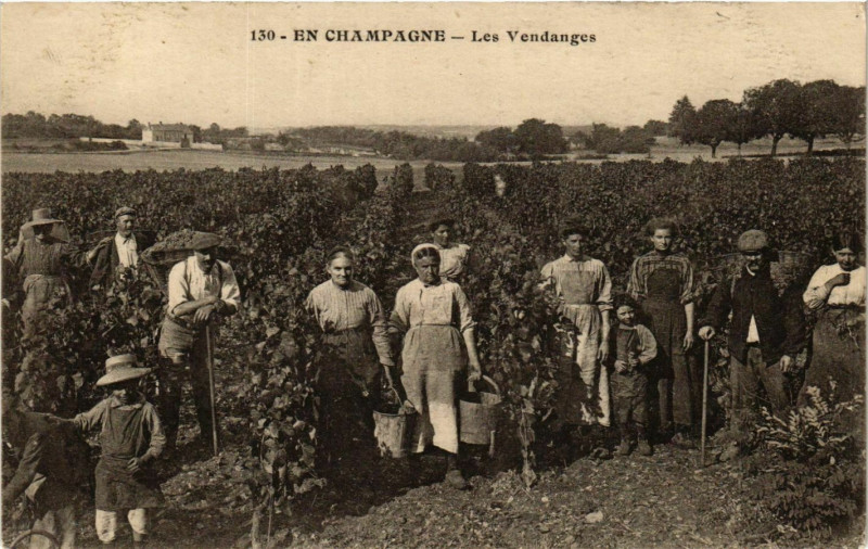 Carte postale ancienne En Champagne Les Vendanges