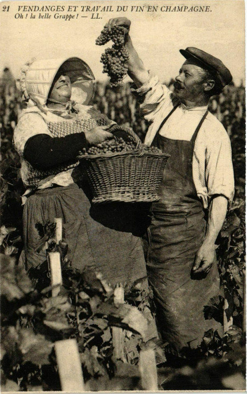 Carte postale ancienne Vendages et Travail du Vin en Champagne. Oh! La Belle Grappe