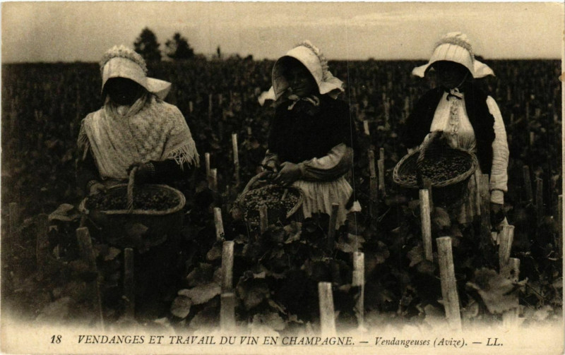 Carte postale ancienne Vendages et Travail du Vin en Champagne. Vendangeuses