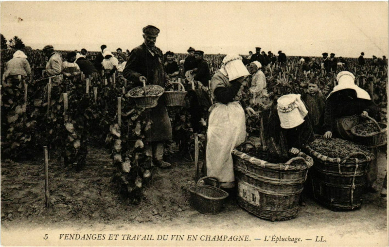 Carte postale ancienne Vendages et Travail du Vin en Champagne. LEpluchage