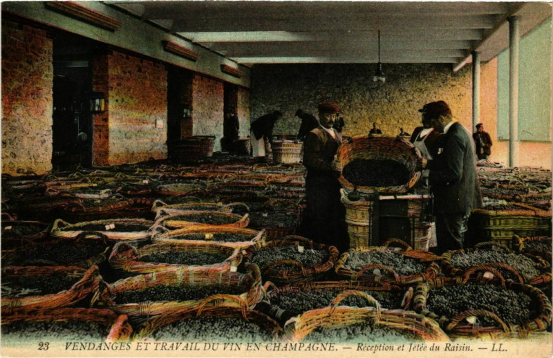 Carte postale ancienne Vendages et Travail du Vin en Champagne. Reception