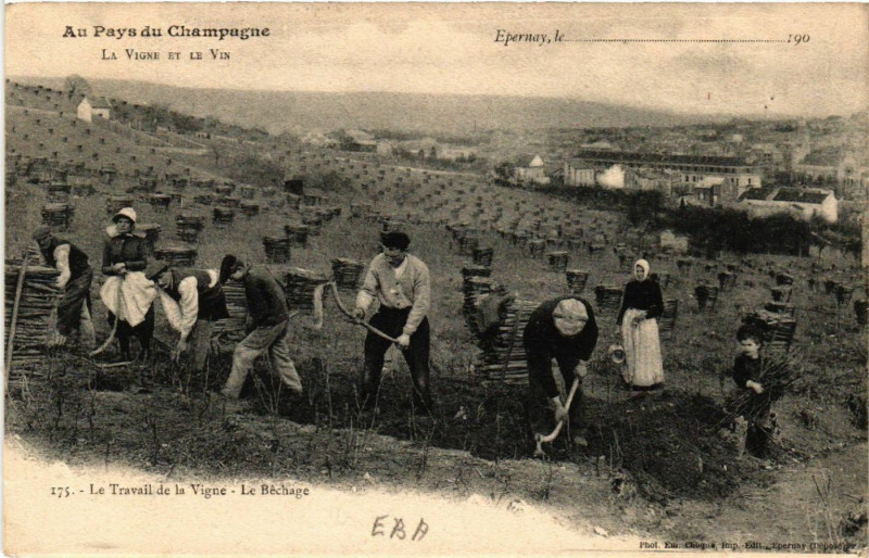 Carte postale ancienne Epernay Le Travail de la Vigne à Épernay