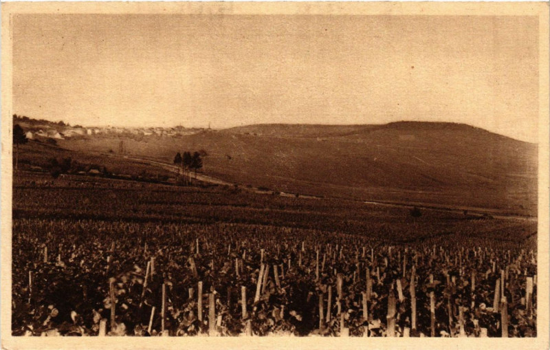Carte postale ancienne Reims Vignoble de Cramant à Reims
