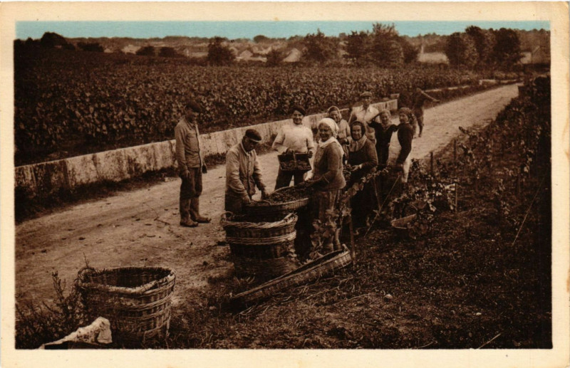 Carte postale ancienne Ay - Vendanges