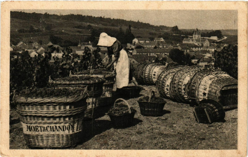 Carte postale ancienne Scene de Vendange au Mesni sur Oger