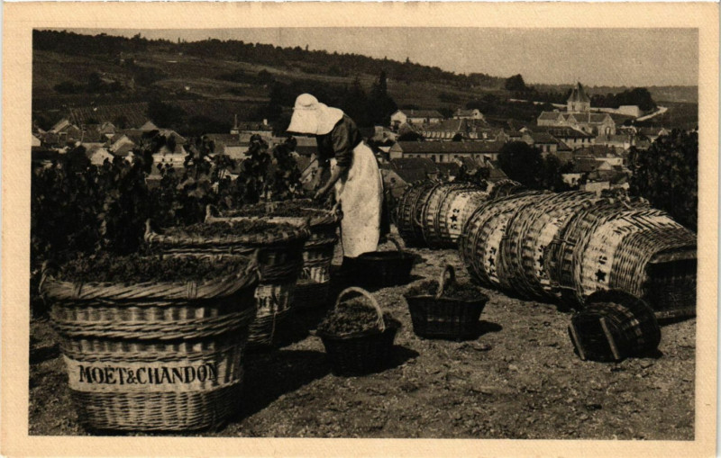Carte postale ancienne Scene de Vendange a Le Mesnil sur Oger au Mesnil-sur-Oger