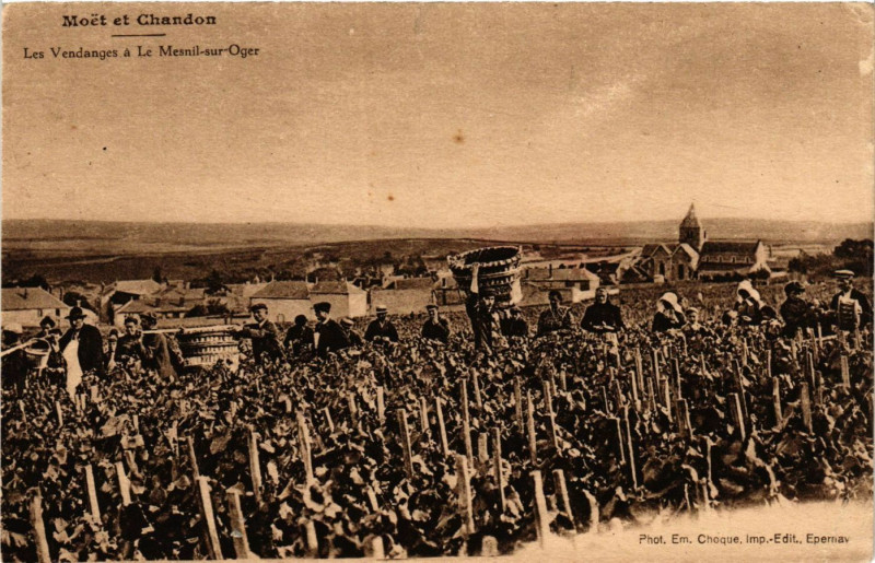 Carte postale ancienne Les Vendanges a Le Mesnil sur Mer