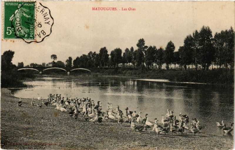 Carte postale ancienne Matougues - Les Oies à Matougues
