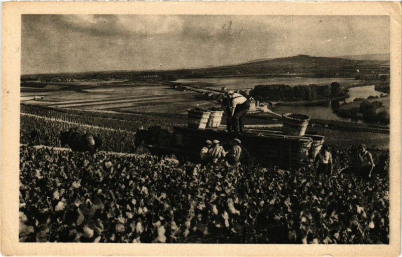 Carte postale ancienne Scene de vendange a Hautvillers à Hautvillers