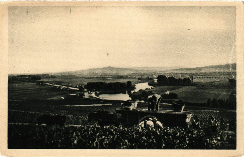 Carte postale ancienne Scene de Vendange a Hautvillers à Hautvillers