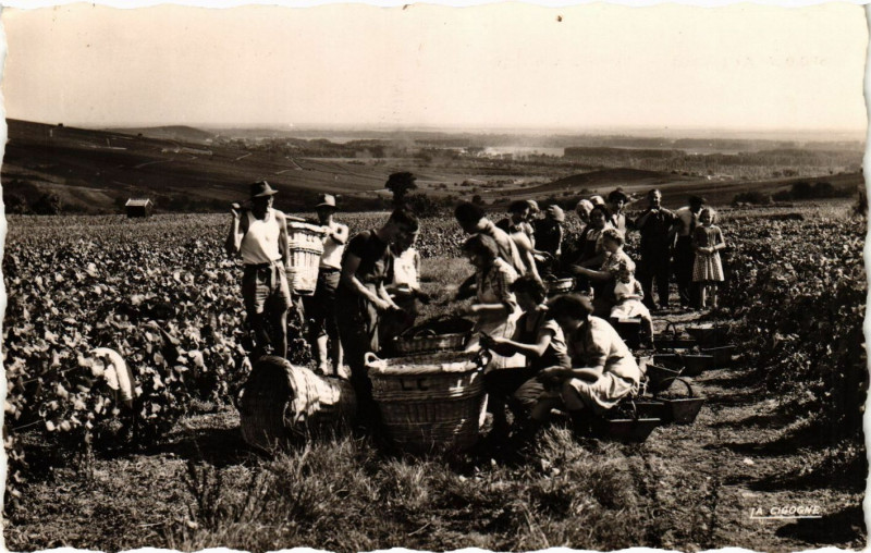 Carte postale ancienne Ay - Scene de vendanges