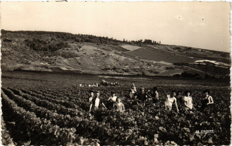 Carte postale ancienne Ay - Scene de vendanges