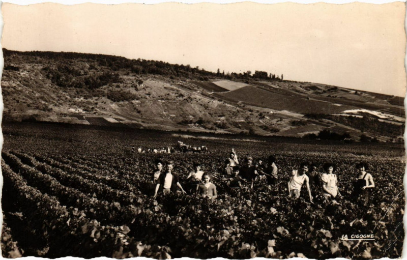 Carte postale ancienne Ay - Scene de vendanges