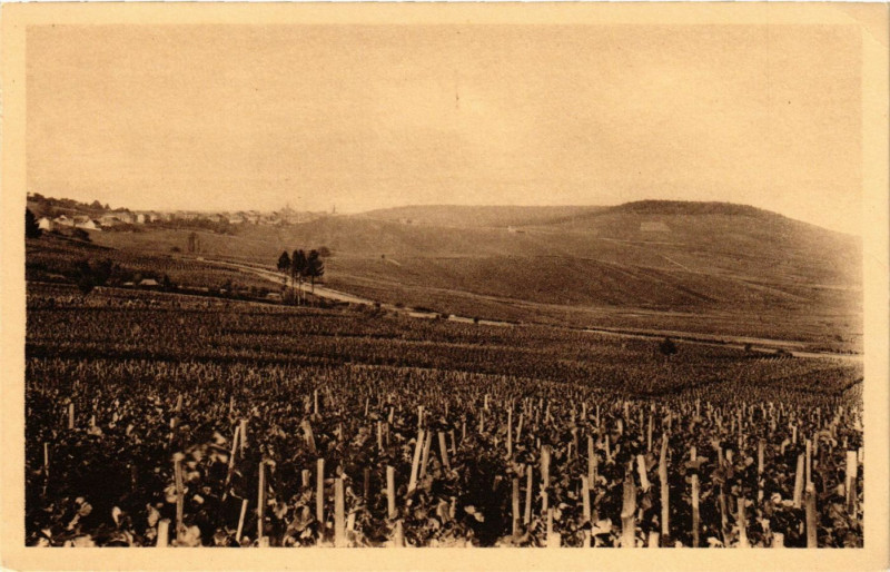 Carte postale ancienne Vignoble de Cramant à Cramant